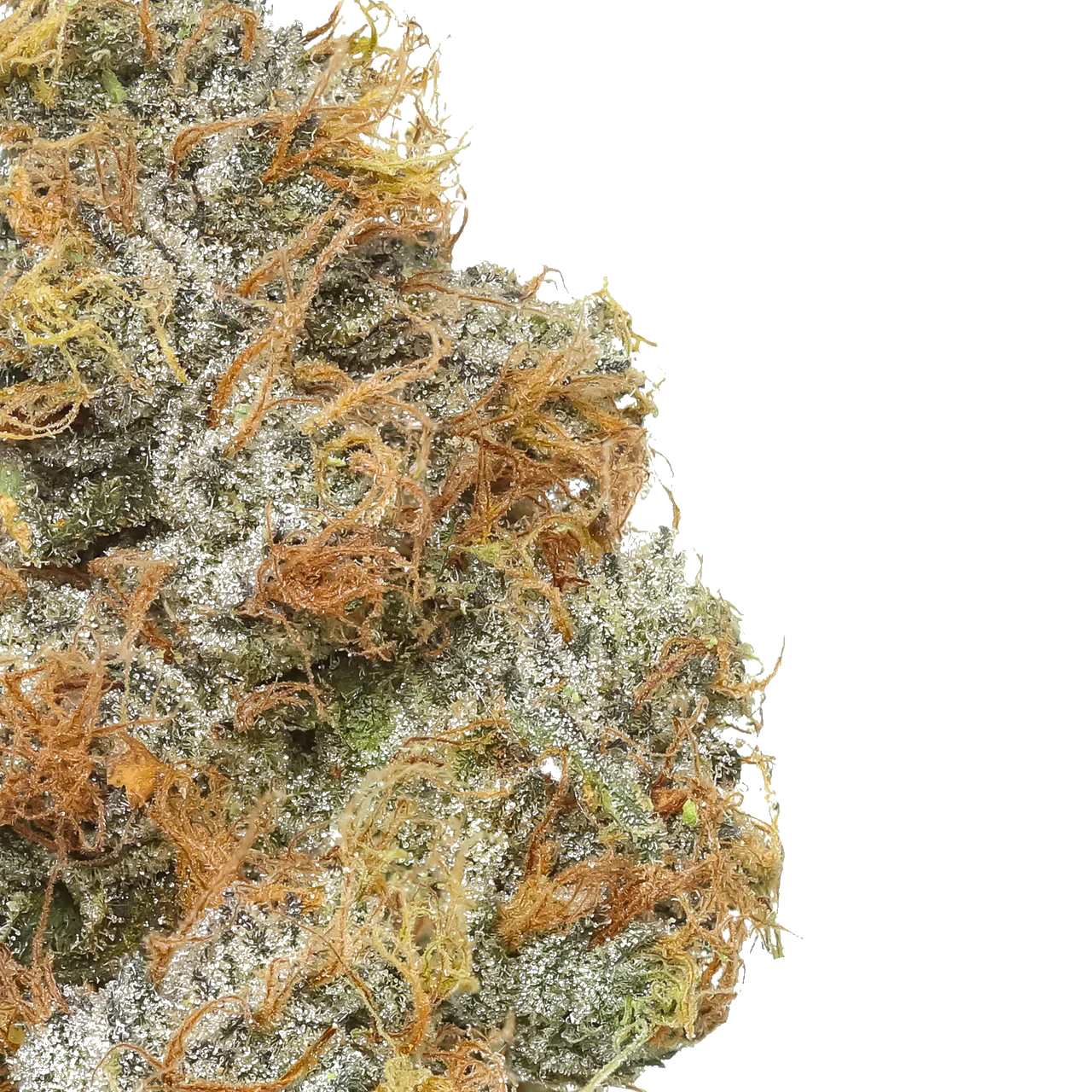 Close-up of frosty cannabis bud with orange hairs and green crystals on white background