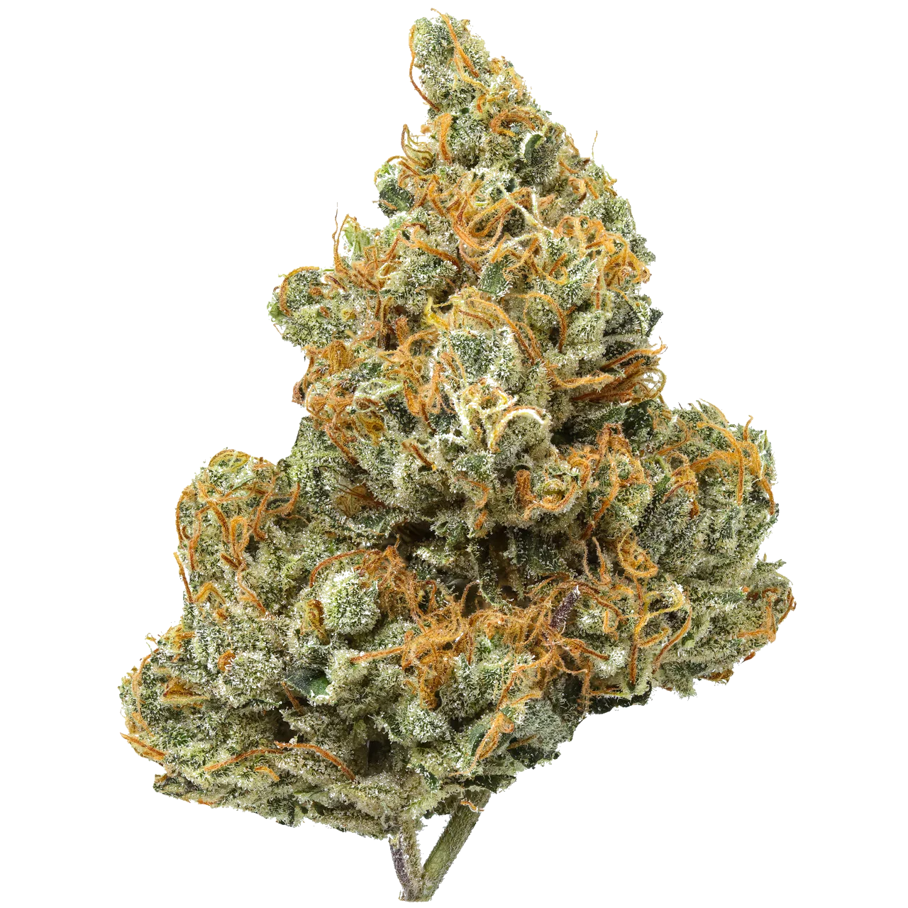 Close-up of Chemtrails cannabis bud with green, orange hairs and trichomes on white background.