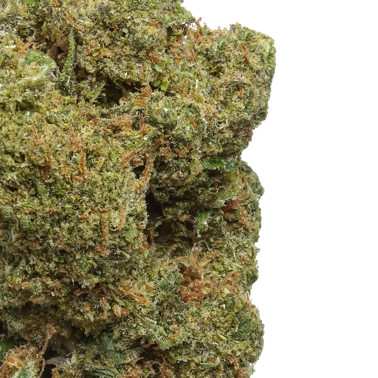 Close-up of Durban Poison cannabis bud with dense green and orange trichomes
