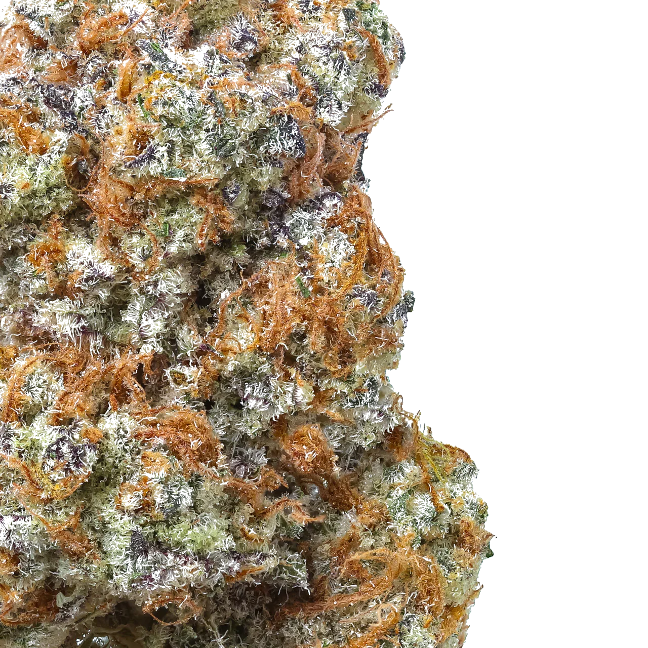 Macro shot of cannabis bud with vibrant orange hairs and frosty trichomes