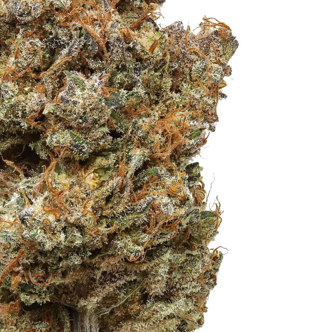 Purple Haze