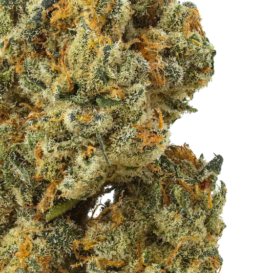 Close-up of dense cannabis bud with orange hairs and frosty trichomes on striped background