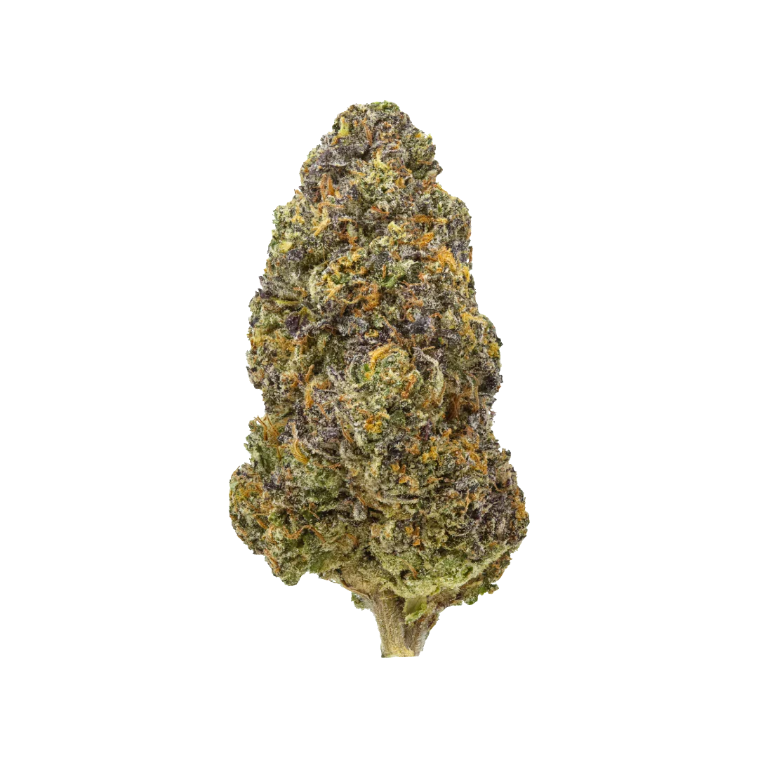 close-up of frosty cannabis bud with purple, green, and orange hairs on black background