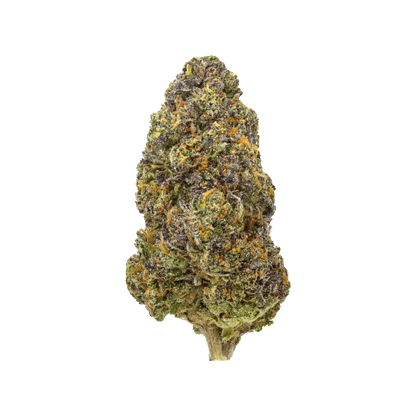 close-up of frosty cannabis bud with purple, green, and orange hairs on black background