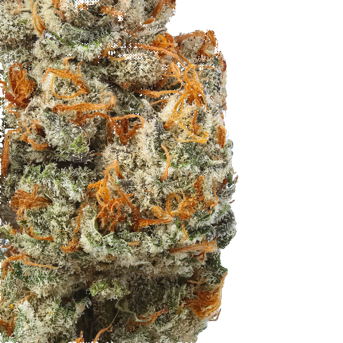 Banner Kush