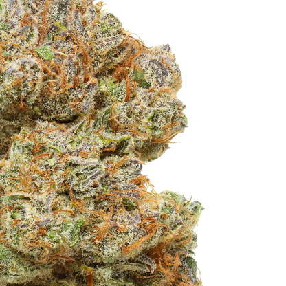 Close-up of Cakeberry Brulee cannabis bud with orange hairs and frosty trichomes
