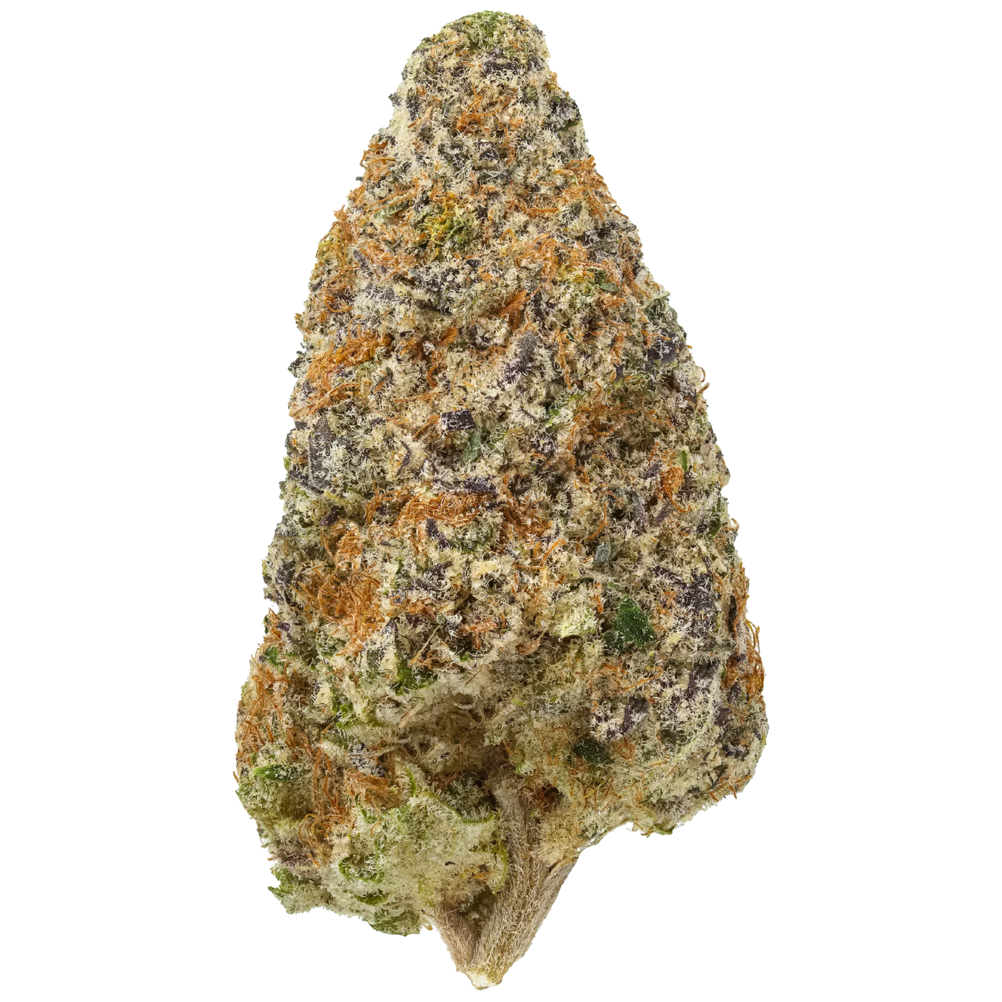 Cement Shoes cannabis bud close-up with frosty trichomes, orange hairs, and purple hues