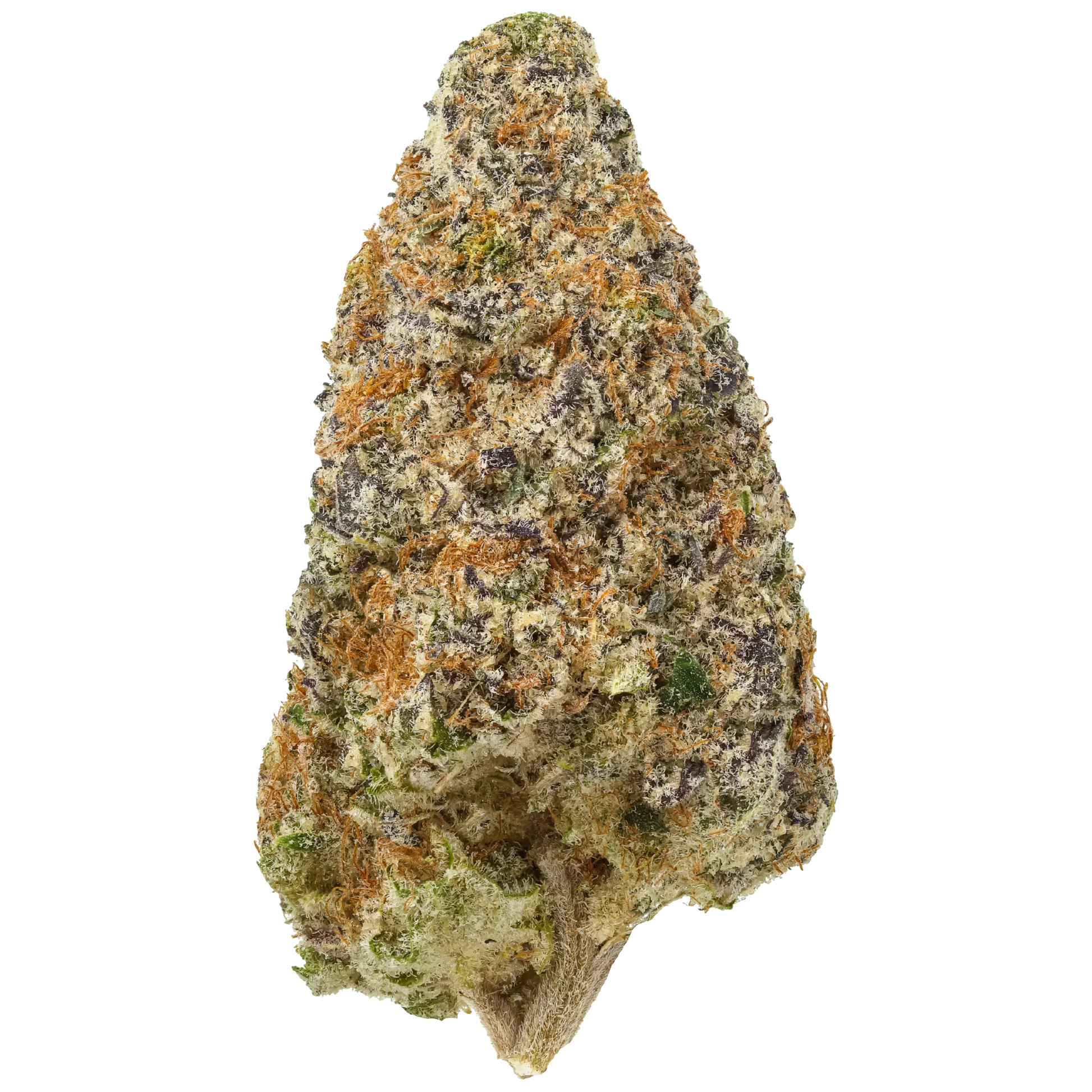 Cement Shoes cannabis bud close-up with frosty trichomes, orange hairs, and purple hues