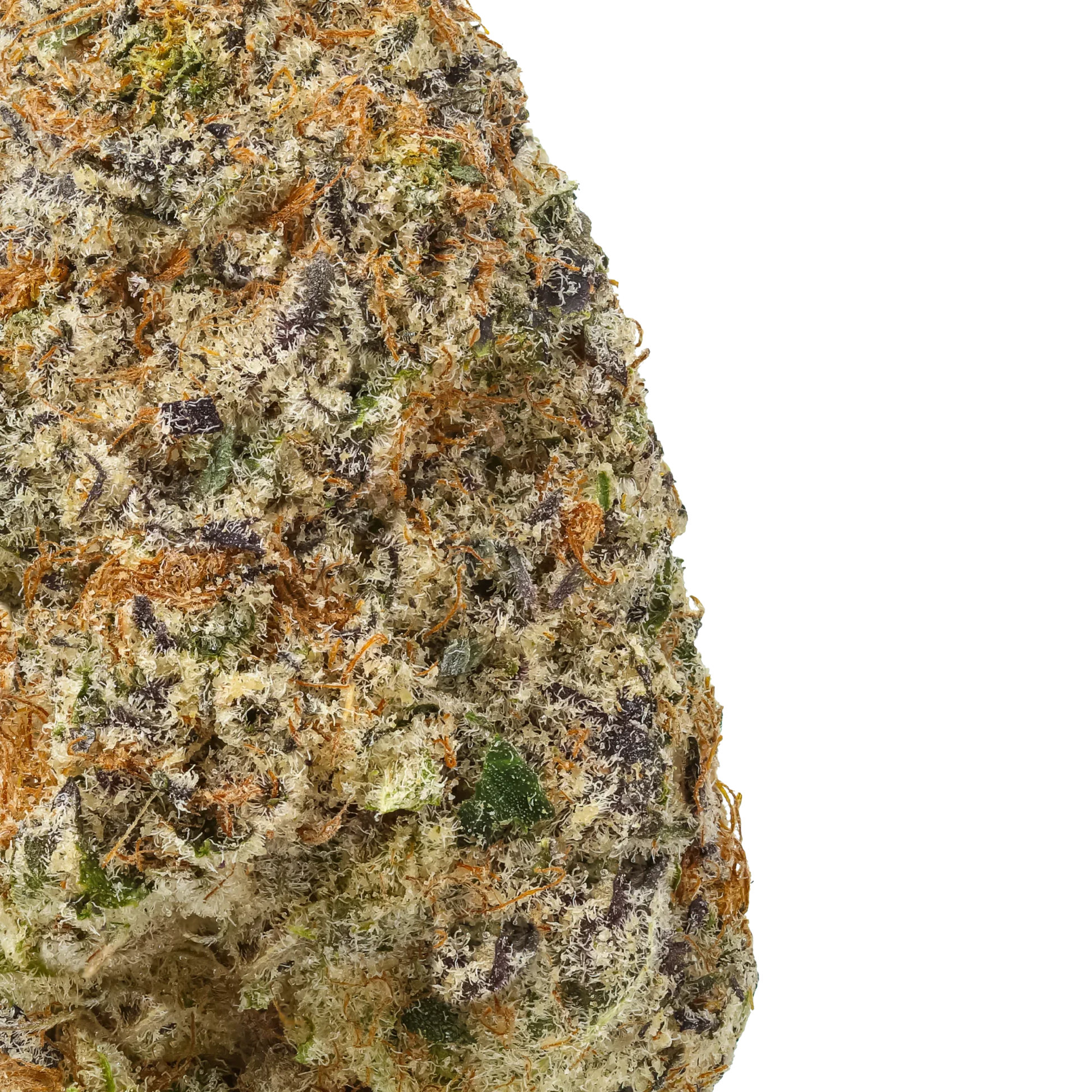 Close-up of frosty Cement Shoes cannabis bud with orange hairs and purple hues on black background