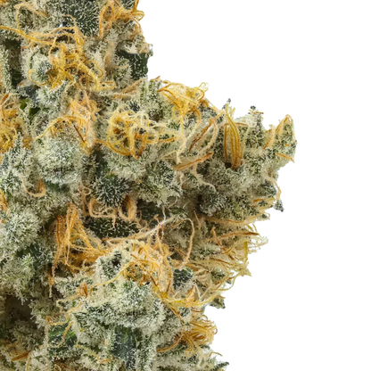 Close-up of frosty cannabis bud with orange hairs and white trichomes on a white background