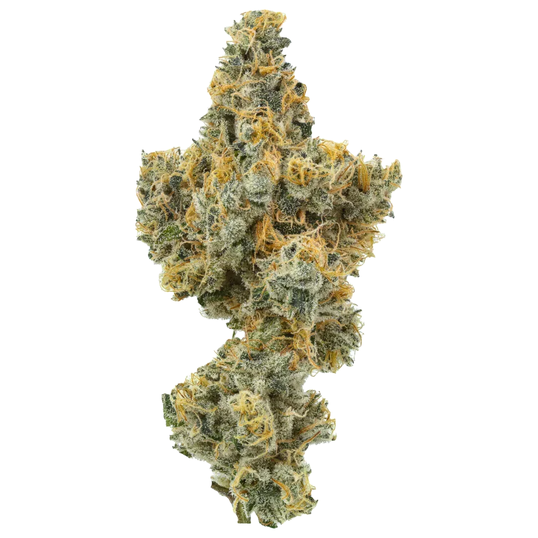 Close-up cannabis bud with orange hairs and trichomes on white background