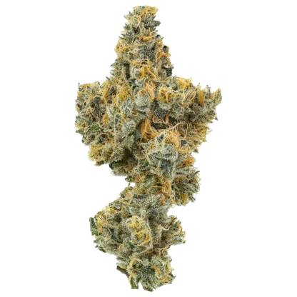 Close-up cannabis bud with orange hairs and trichomes on white background
