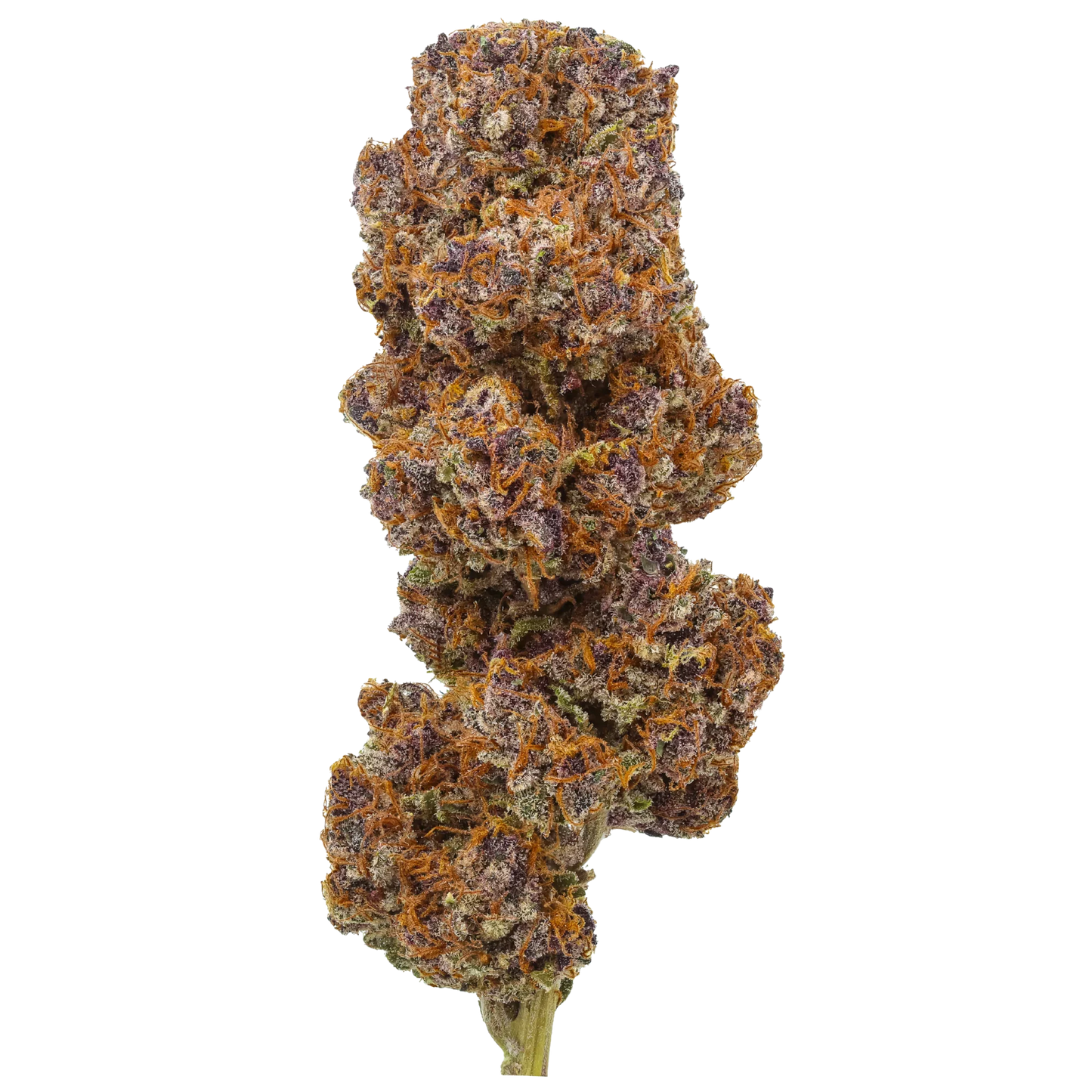 Daiquiri Factory cannabis bud with purple and orange trichomes on black background