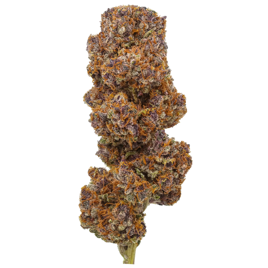 Daiquiri Factory cannabis bud with purple and orange trichomes on black background