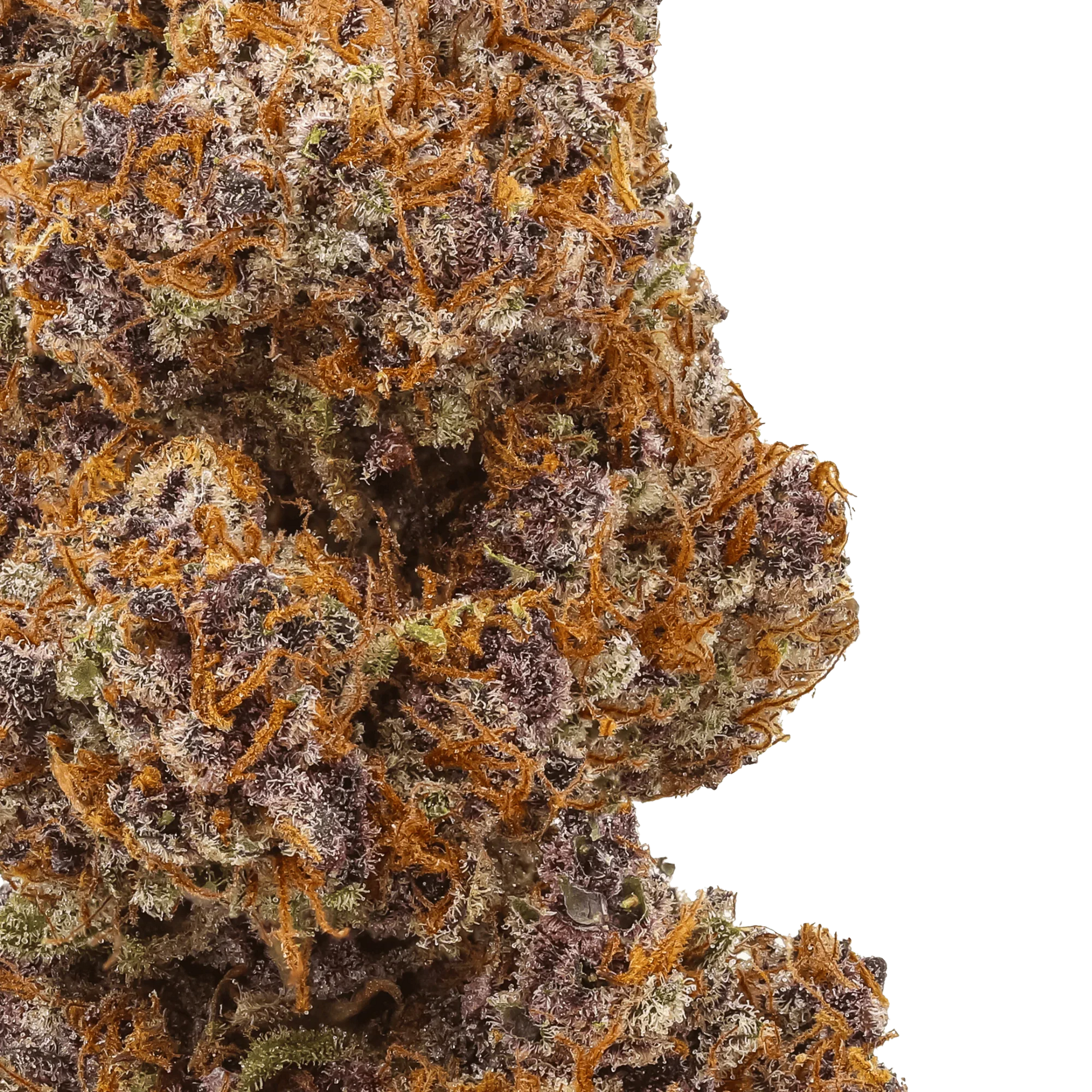Close-up of colorful cannabis bud with purple hues and orange hairs on green background