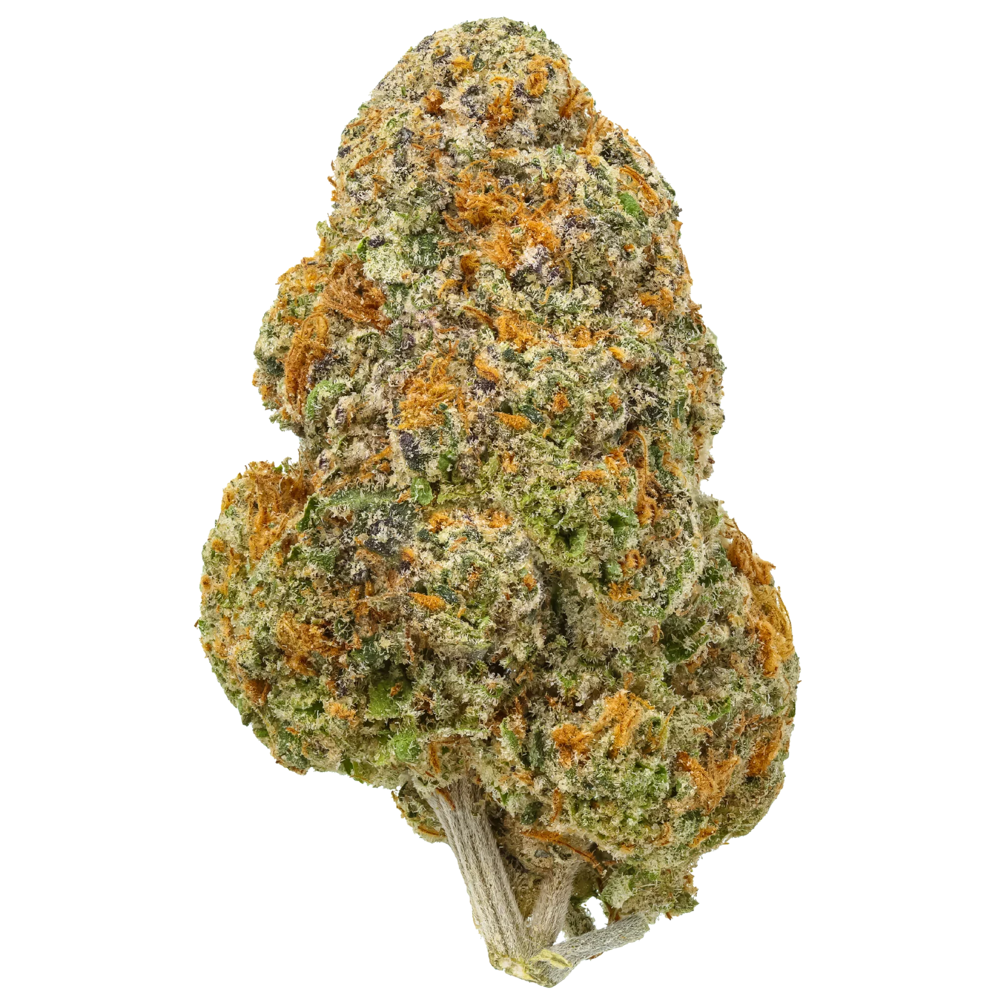 Close-up of a frosty cannabis bud with orange hairs and green, purple hues on white background.