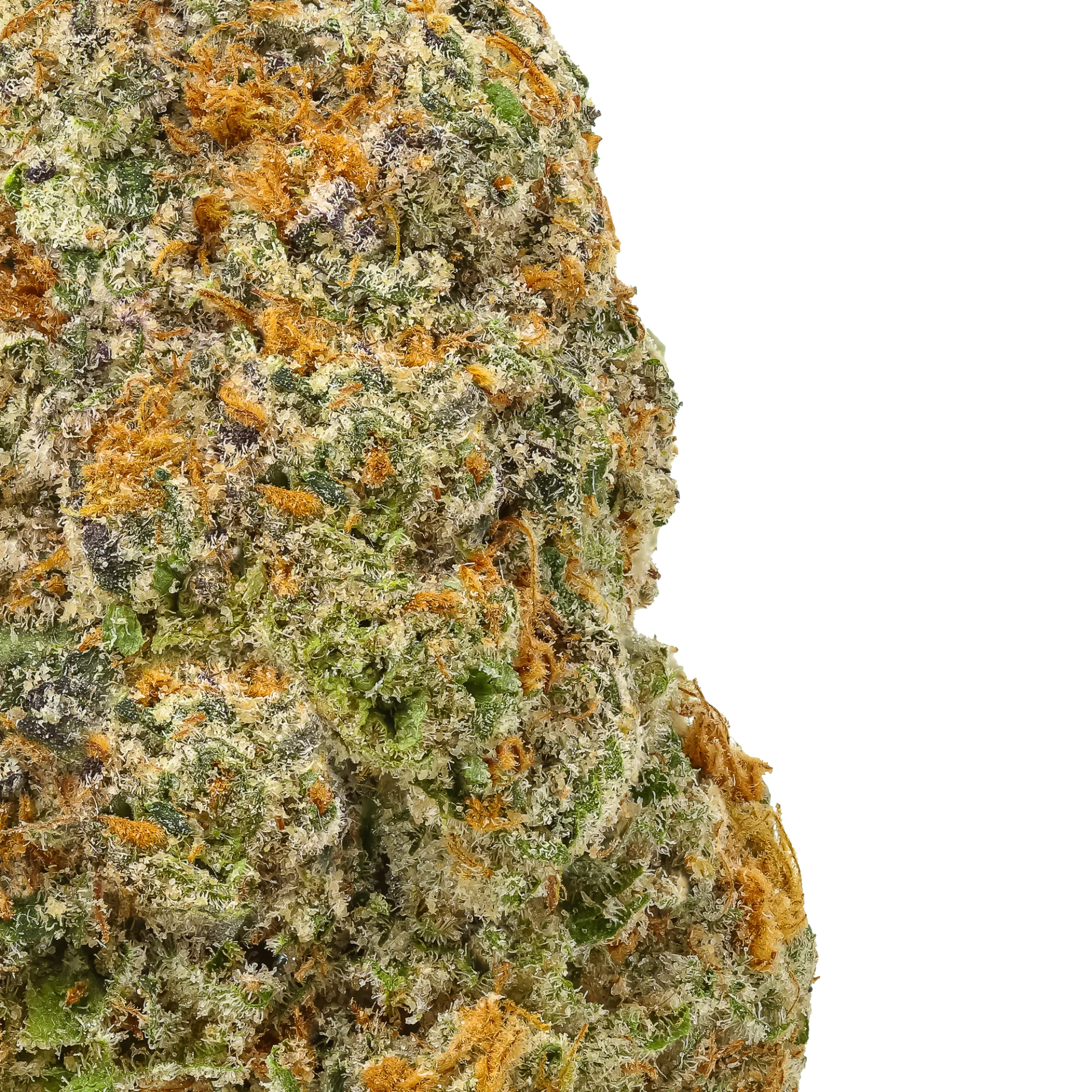 Close-up of frosty cannabis bud with green, orange, and purple trichomes on black background