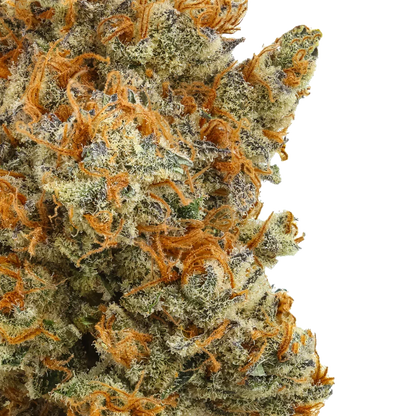 Close-up of dense cannabis bud with orange hairs and frosty trichomes on a white background.