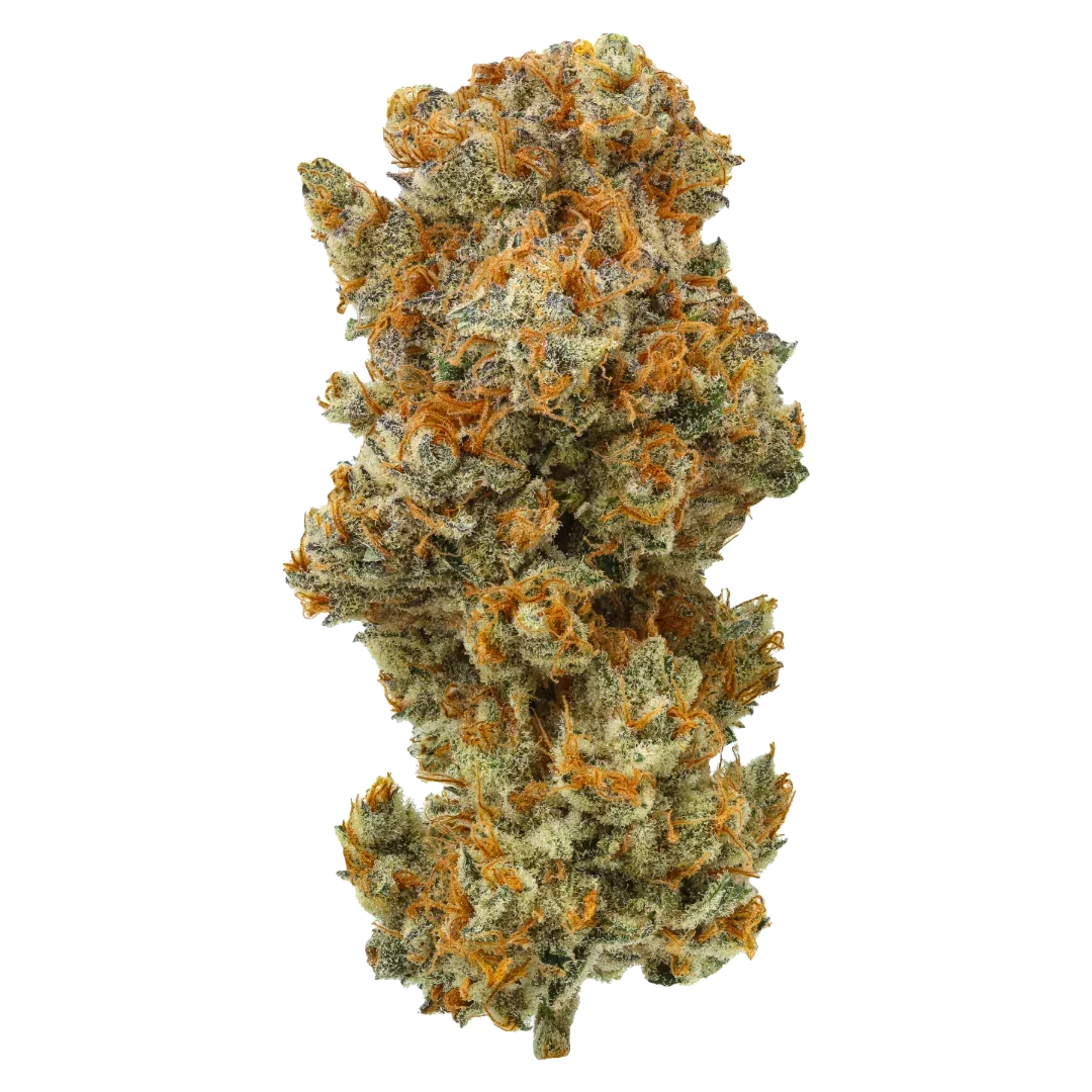 Close-up of Lion Strength cannabis bud with orange hairs and frosty trichomes