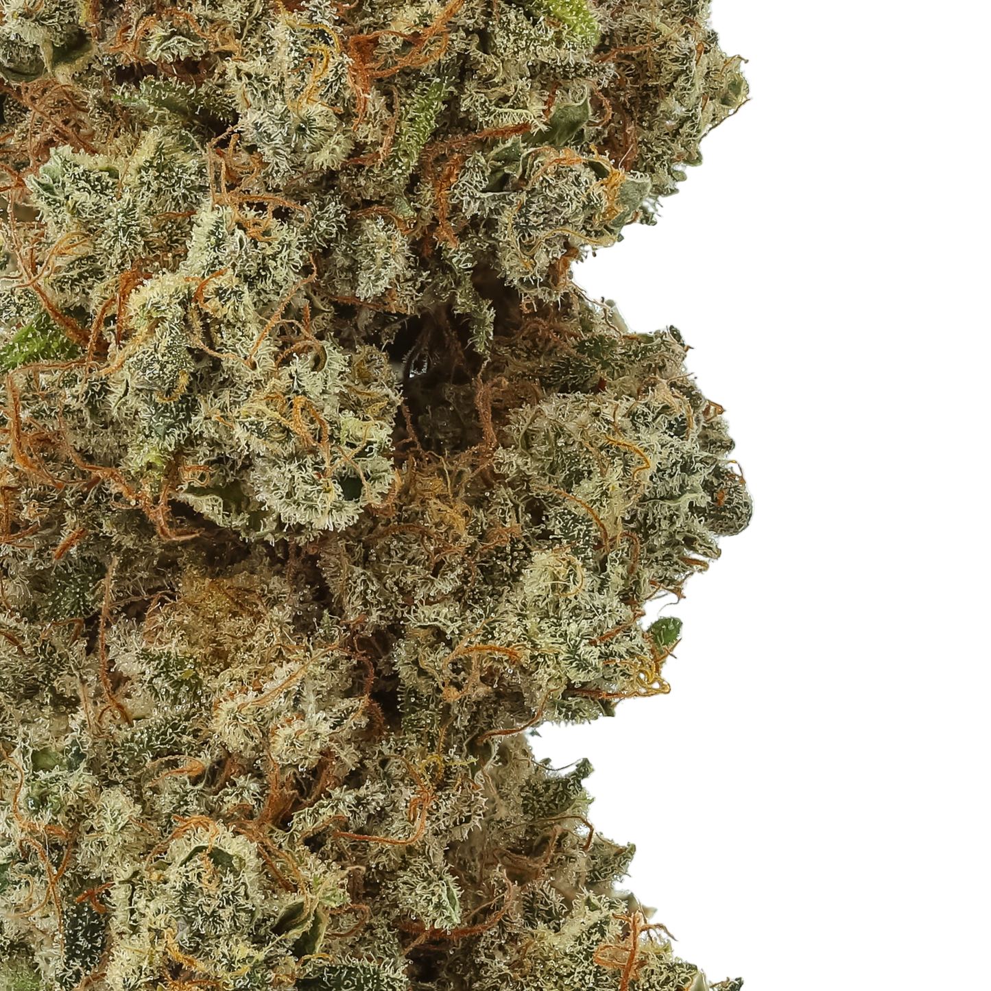 Close-up of cannabis bud