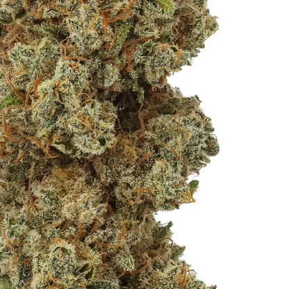 Close-up of cannabis bud