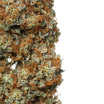 Close-up of Orange Glaze cannabis bud with orange hairs and frosty trichomes on black background.