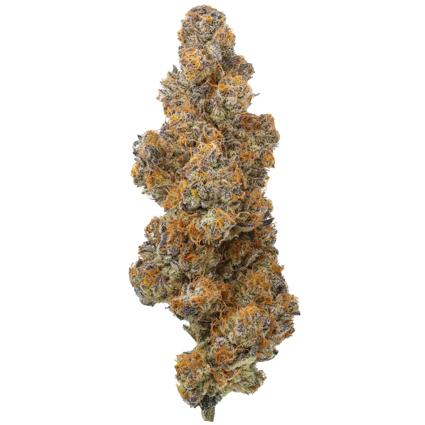 Close-up of Peyton's Strawberries cannabis bud with orange hairs and purple hues