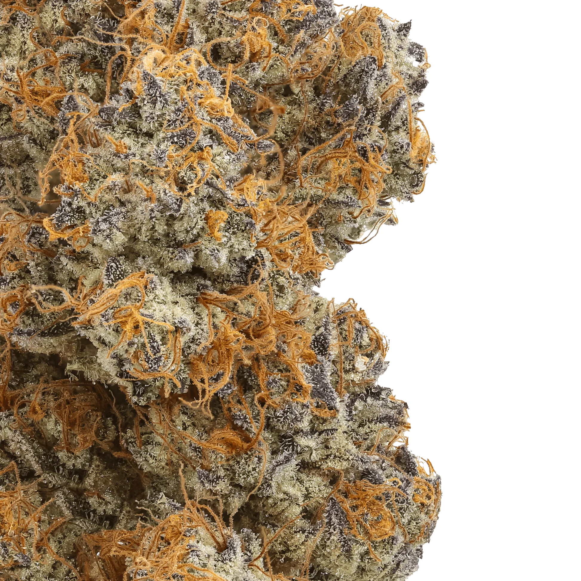 Close-up of frosty cannabis bud with orange hairs and purple highlights on green background