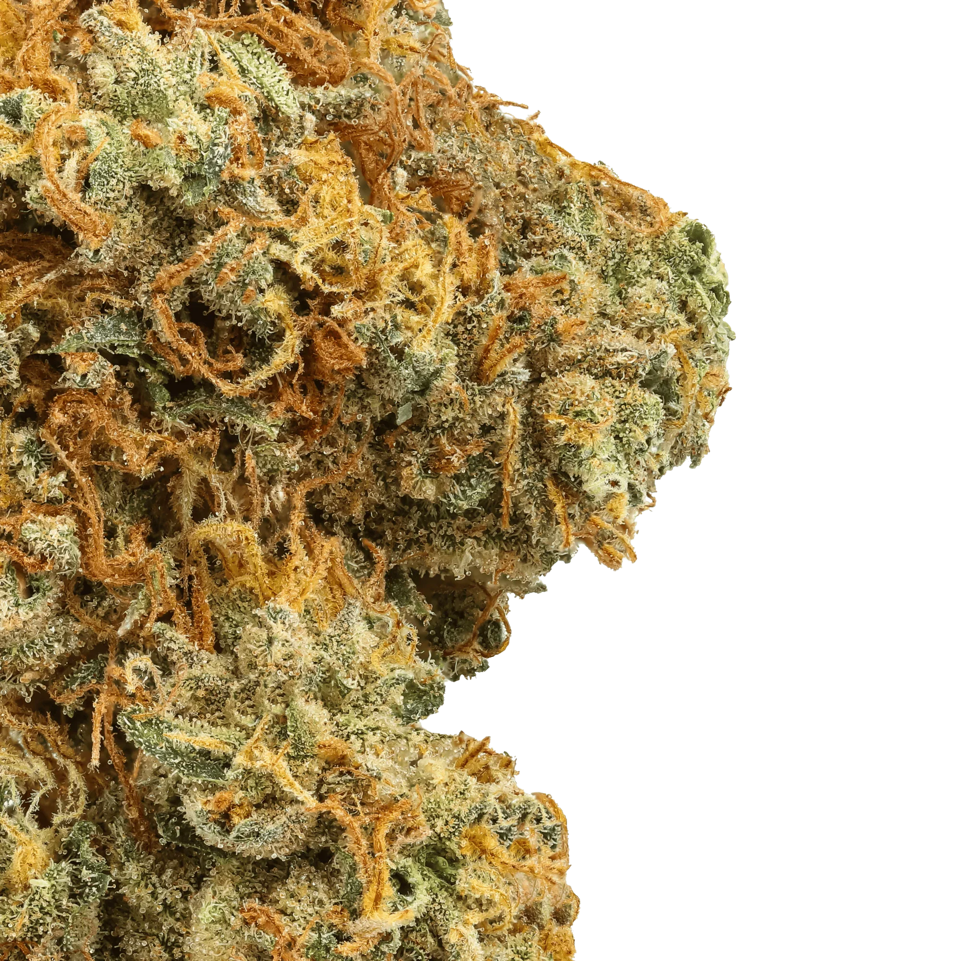 Close-up of Raspberry Lemonade cannabis bud with orange hairs and frosty trichomes on green background