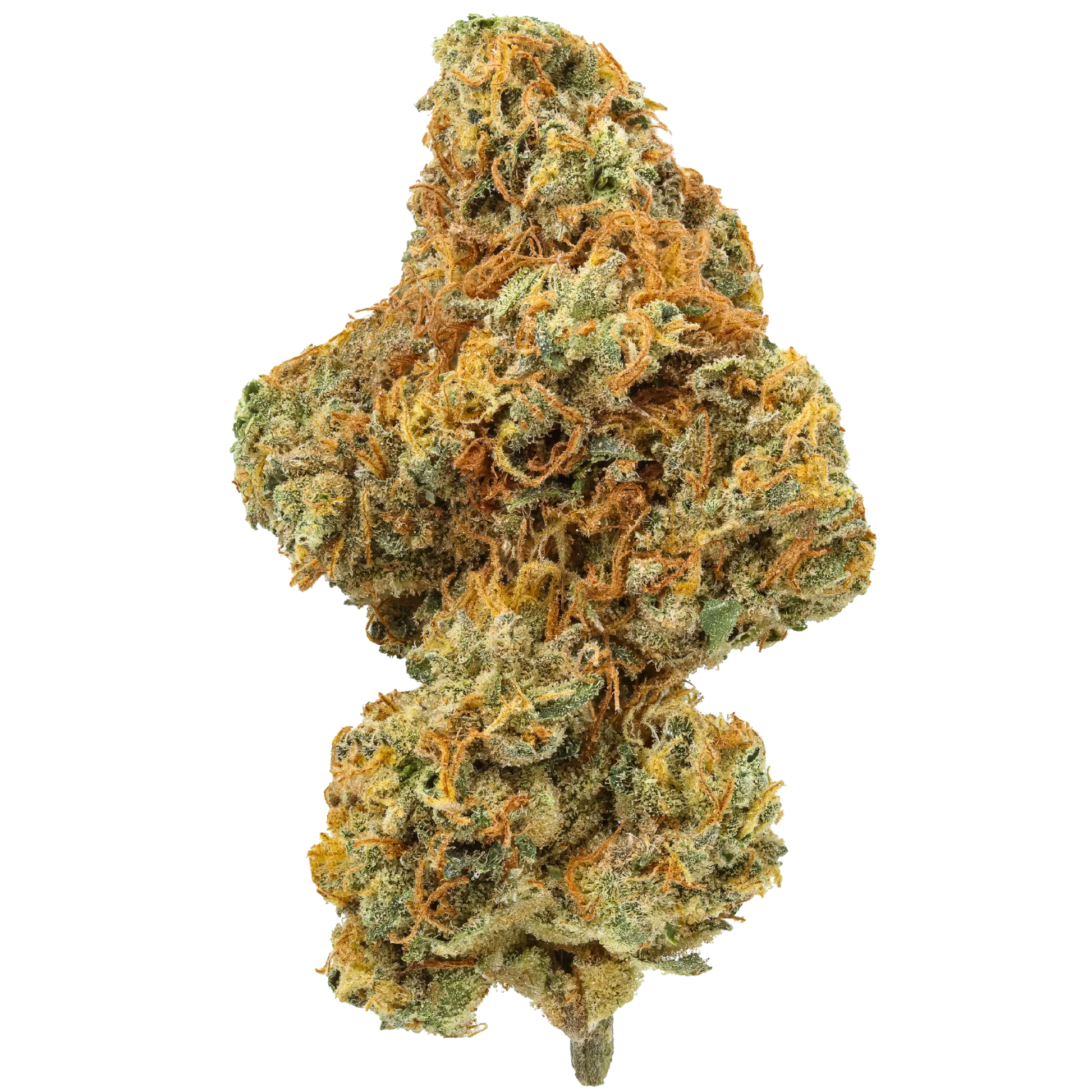 Close-up of Raspberry Lemonade cannabis bud with vibrant orange hairs and crystal trichomes