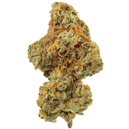 Close-up of Raspberry Lemonade cannabis bud with vibrant orange hairs and crystal trichomes