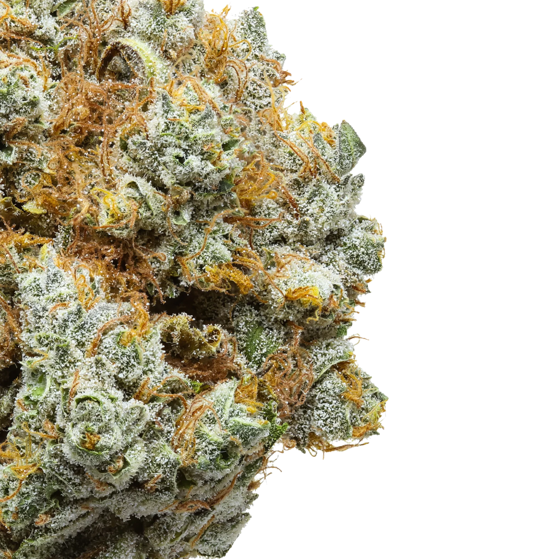 Close-up of frosty cannabis bud with orange hairs and crystals on a black background