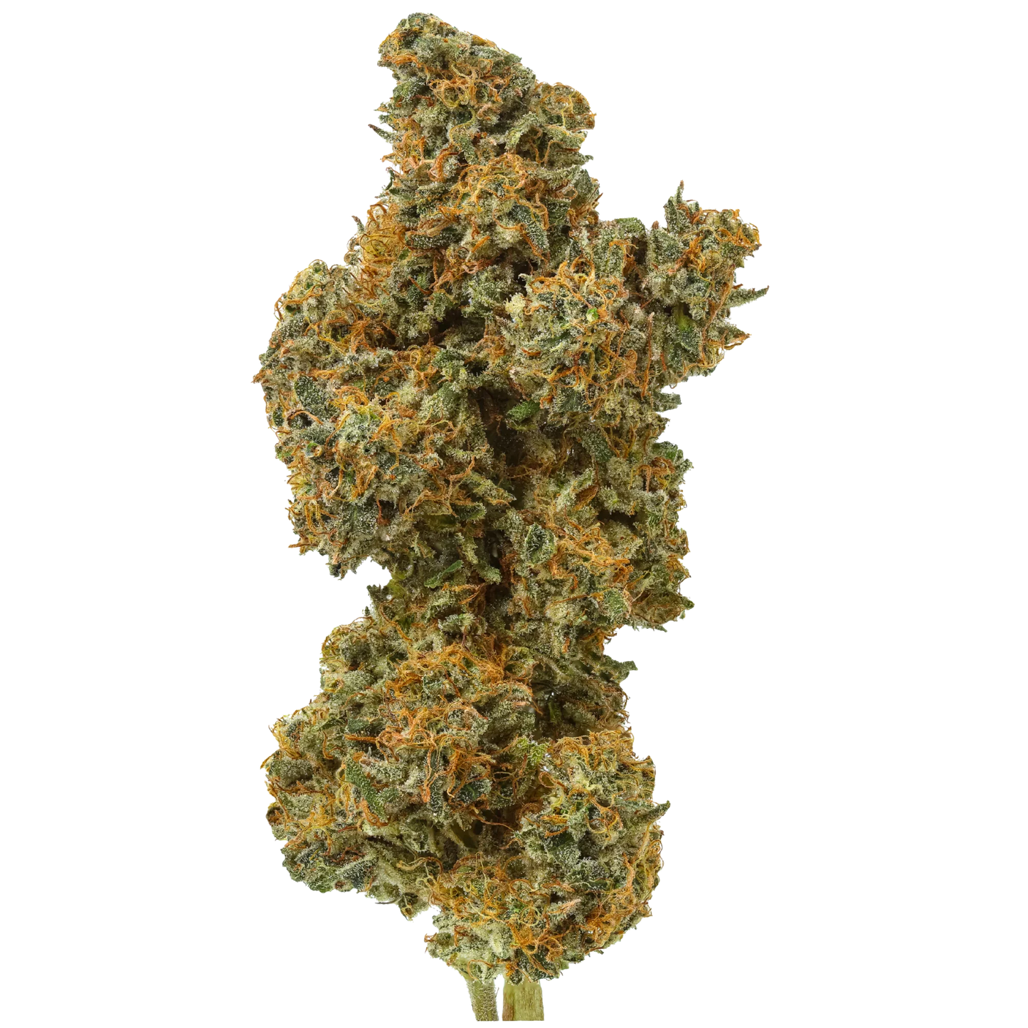 Close-up of dense cannabis bud with orange hairs and green trichomes on white background