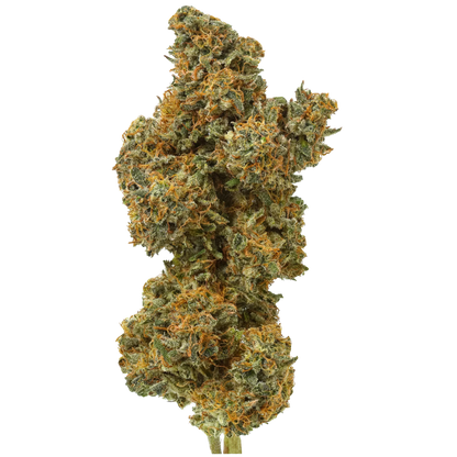 Close-up of dense cannabis bud with orange hairs and green trichomes on white background