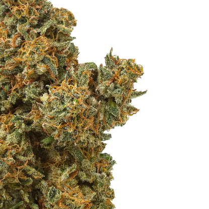 Close-up cannabis bud with orange hairs and frosty trichomes on black background