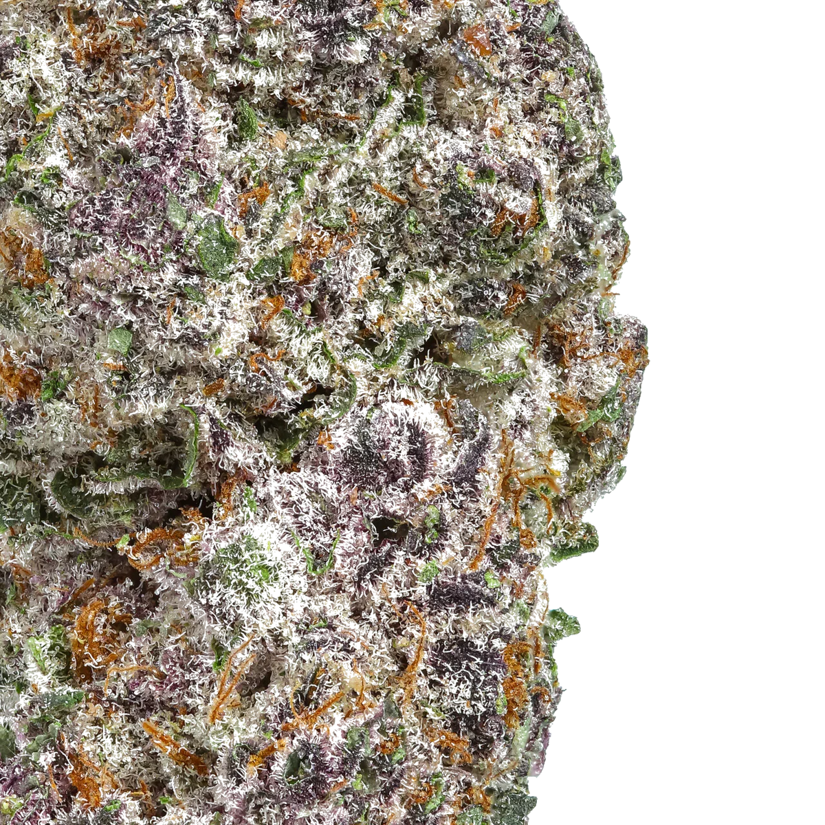 Galactic Grape Alien Grapevine – Flow Gardens Wholesale