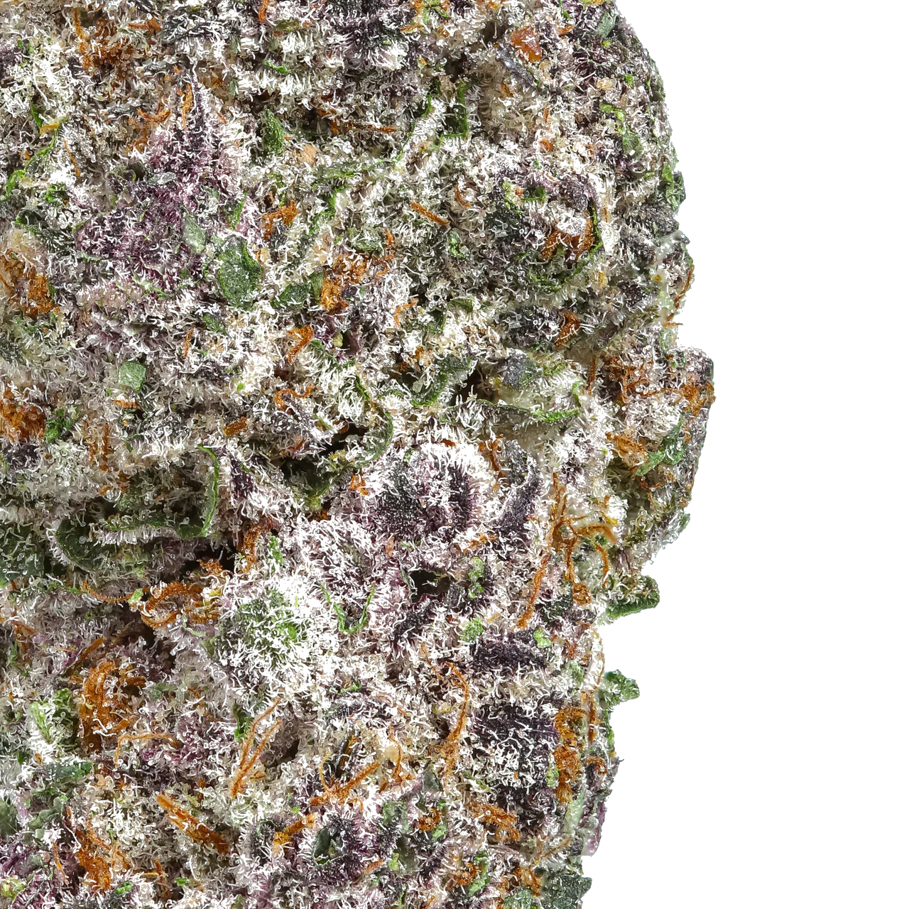 Close-up of frosty purple and green cannabis bud with orange hairs and trichomes