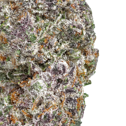 Close-up of frosty purple and green cannabis bud with orange hairs and trichomes