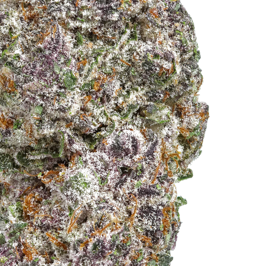 Close-up of frosty purple and green cannabis bud with orange hairs and trichomes