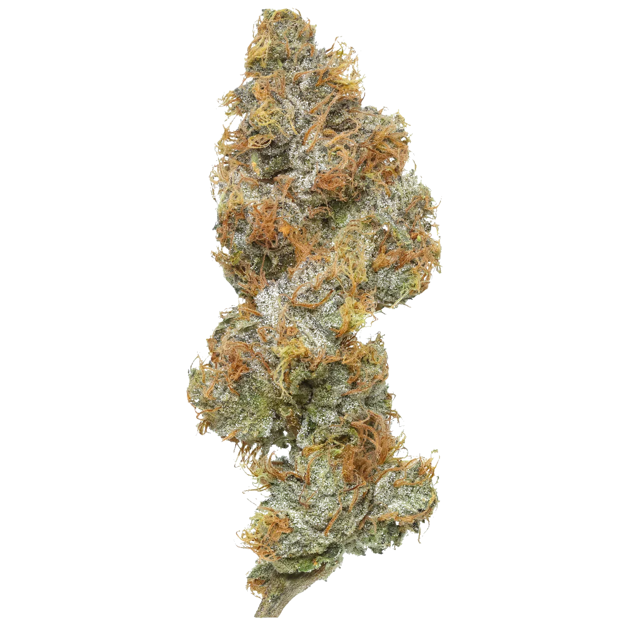Closeup of Big Buns cannabis bud with orange hairs and frosty trichomes on white background