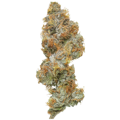 Closeup of Big Buns cannabis bud with orange hairs and frosty trichomes on white background