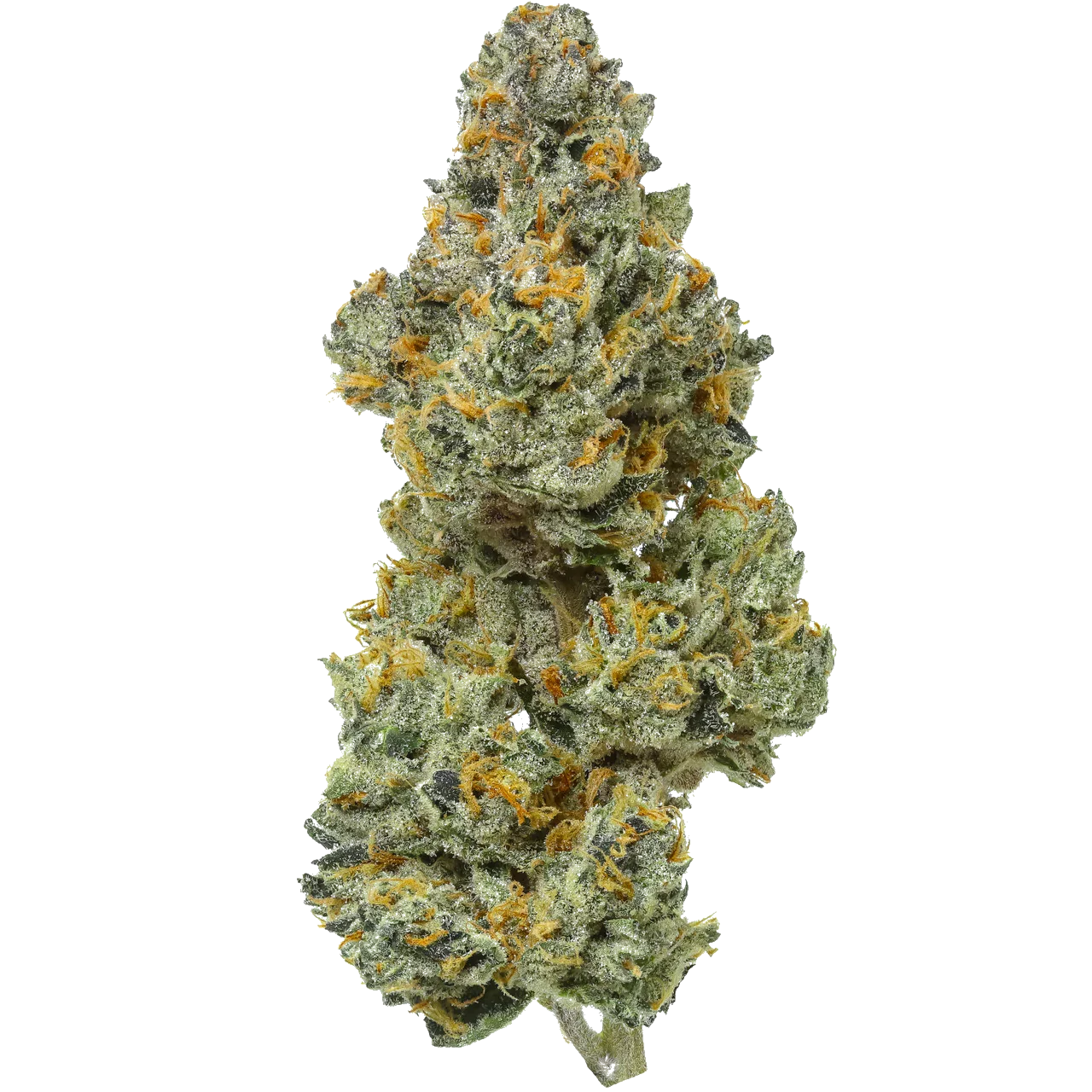 Dense Bleo Runtz cannabis bud with frosty trichomes and orange hairs on white background