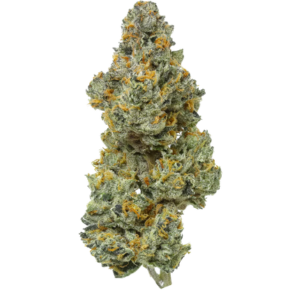 Dense Bleo Runtz cannabis bud with frosty trichomes and orange hairs on white background