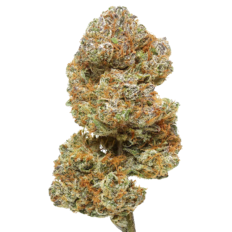 Close-up of Cake Berry Brulee cannabis bud with green, orange, and purple trichomes