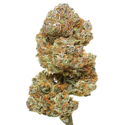 Close-up of Cake Berry Brulee cannabis bud with green, orange, and purple trichomes
