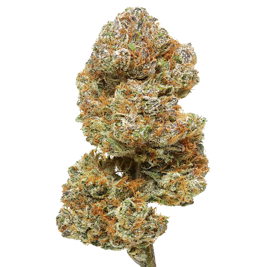 Close-up of Cake Berry Brulee cannabis bud with green, orange, and purple trichomes