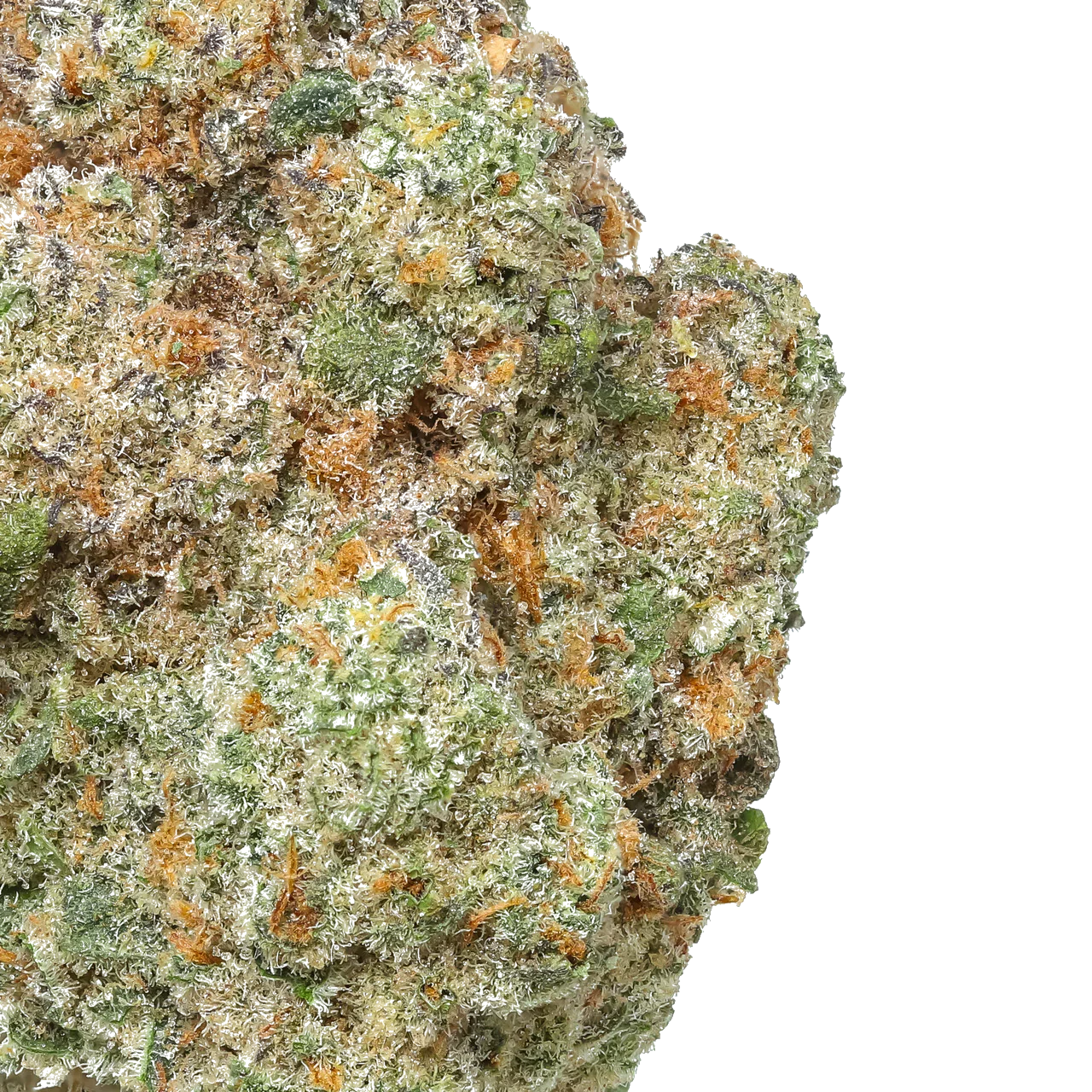 Close-up of frosty cannabis bud with green and orange hairs on white background