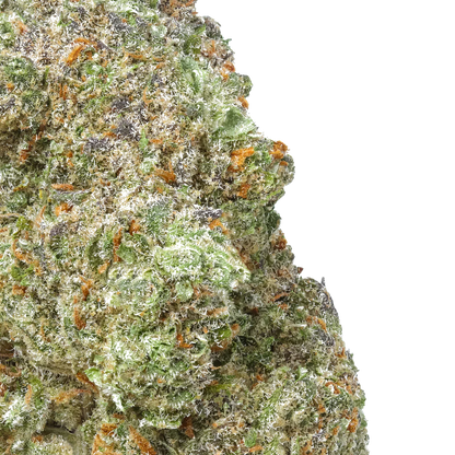 Close-up of Green Crack cannabis bud with green, orange, and purple trichomes