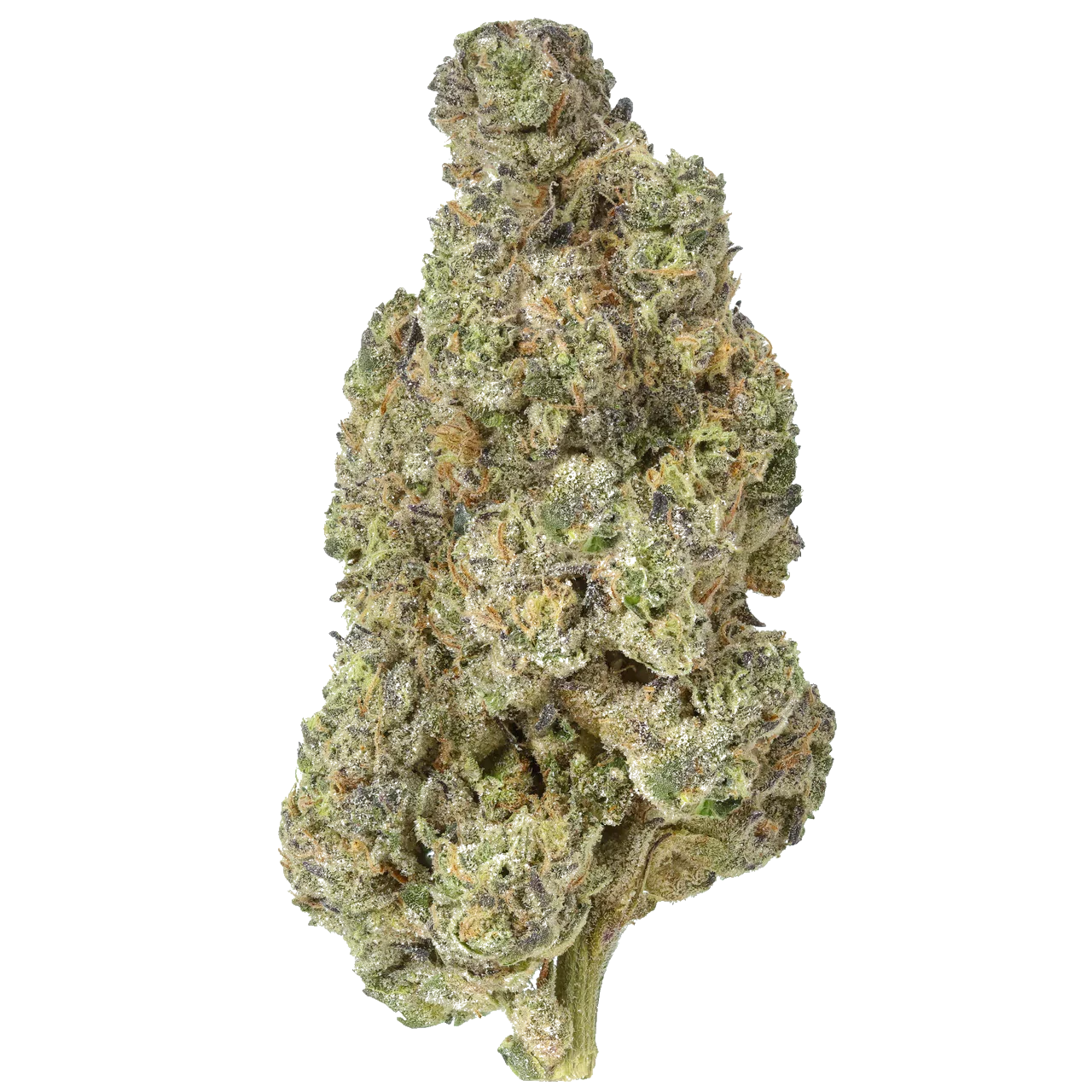 Gush Mintz cannabis bud, dense and frosty, with green, purple, and orange hairs