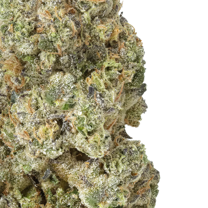 Close-up of Gush Mintz cannabis bud with trichomes and orange hairs